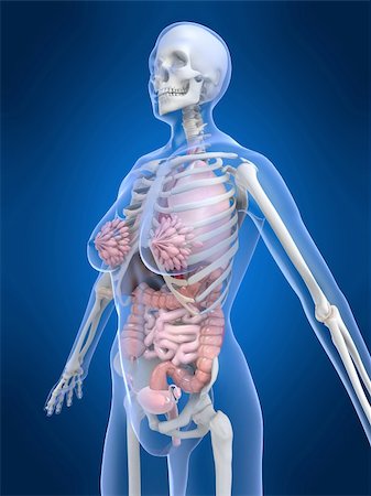 3d rendered anatomy illustration of a female skeleton with organs Foto de stock - Super Valor sin royalties y Suscripción, Código: 400-04487044