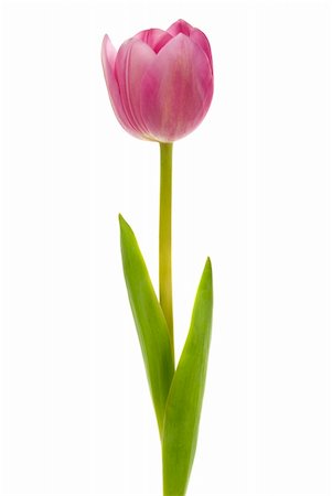 smelling tulip - Elegant tulip Stock Photo - Budget Royalty-Free & Subscription, Code: 400-04487054