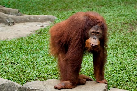 simsearch:862-07909936,k - photo of orangutan posing in front of camera Photographie de stock - Aubaine LD & Abonnement, Code: 400-04487078