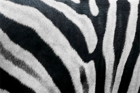 close up photo of zebra skin fur texture Stock Photo - Budget Royalty-Free & Subscription, Code: 400-04487081