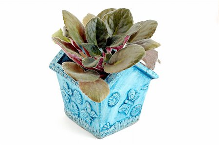 pees (artist) - Violet in flowerpot Foto de stock - Super Valor sin royalties y Suscripción, Código: 400-04487120
