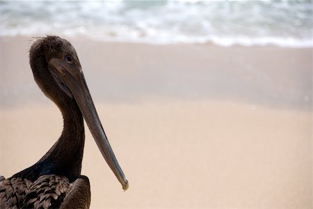 pélican brun - Brown Pelican on the beach with the ocean in the background Photographie de stock - Aubaine LD & Abonnement, Code: 400-04487215