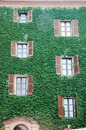 Italian house wall covered by an ivy Stock Photo - Budget Royalty-Free & Subscription, Code: 400-04487893