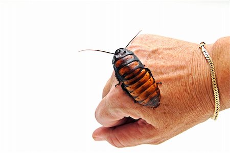 strikerx98 (artist) - A Madagascar Hissing Cockroach crawls on a hand. Stock Photo - Budget Royalty-Free & Subscription, Code: 400-04487953
