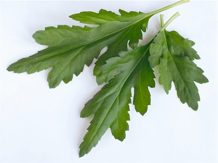 geranium leaves and small green flower over white Stock Photo - Budget Royalty-Free & Subscription, Code: 400-04488050