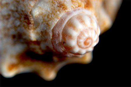 macro shot of a sea shell against a dark background Stock Photo - Budget Royalty-Free & Subscription, Code: 400-04488051