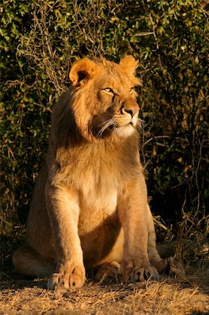 simsearch:400-06207209,k - Young male African lion (Panthera leo), sitting under a bush, South Africa Fotografie stock - Microstock e Abbonamento, Codice: 400-04488400