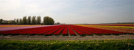 simsearch:400-04428905,k - Dutch tulip field Stock Photo - Budget Royalty-Free & Subscription, Code: 400-04488420