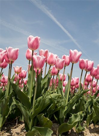 simsearch:400-04504130,k - Dutch tulip field Stock Photo - Budget Royalty-Free & Subscription, Code: 400-04488421