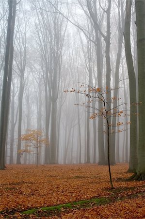 simsearch:400-07321234,k - Misty autumn beech forest; ground covered by fallen leaves Foto de stock - Royalty-Free Super Valor e Assinatura, Número: 400-04488481