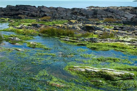 simsearch:400-03976503,k - View of an Irish bay, with seaweed covered rocks Stock Photo - Budget Royalty-Free & Subscription, Code: 400-04488652