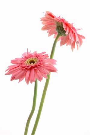 simsearch:400-04062838,k - Two pink gerber daisies in isolated white background Stock Photo - Budget Royalty-Free & Subscription, Code: 400-04489094