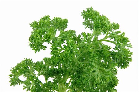 simsearch:400-05919877,k - close up of fresh parsley in isolated white background Stock Photo - Budget Royalty-Free & Subscription, Code: 400-04489145
