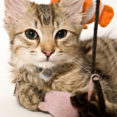 portrait of a cute kitten Stock Photo - Budget Royalty-Free & Subscription, Code: 400-04489291