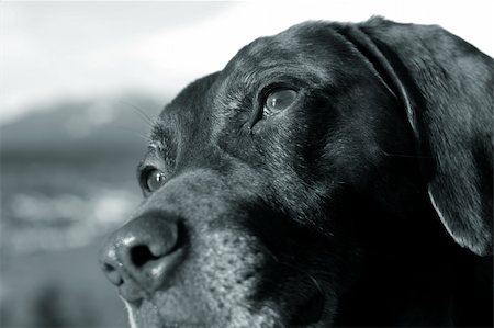 pointer dogs colors - A german short haired pointer gazes into the distance. Stock Photo - Budget Royalty-Free & Subscription, Code: 400-04489506