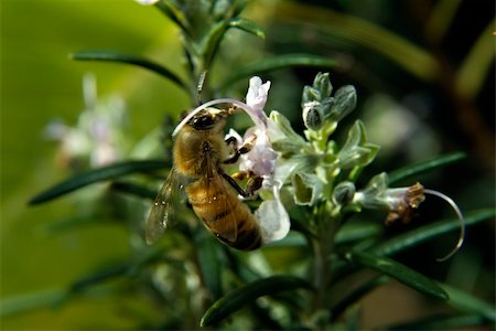 simsearch:400-07626311,k - closeup of a Bee on Rosemary flower Stock Photo - Budget Royalty-Free & Subscription, Code: 400-04489753