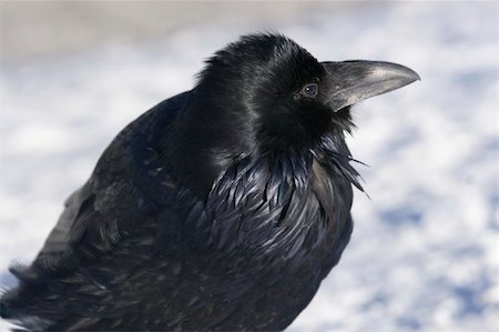 simsearch:400-05698463,k - Raven in the snow, posing for the camera Photographie de stock - Aubaine LD & Abonnement, Code: 400-04489846