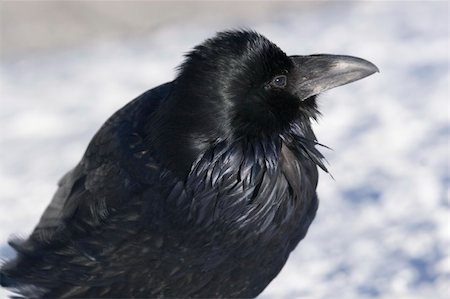 Raven in the snow, posing for the camera Foto de stock - Super Valor sin royalties y Suscripción, Código: 400-04489846