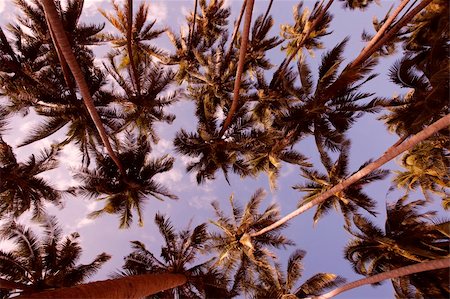 Coconut grove at sunset Fotografie stock - Microstock e Abbonamento, Codice: 400-04489973