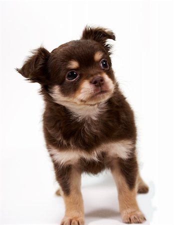 simsearch:400-04205949,k - chihuahua puppy looking at camera on white background Photographie de stock - Aubaine LD & Abonnement, Code: 400-04480040