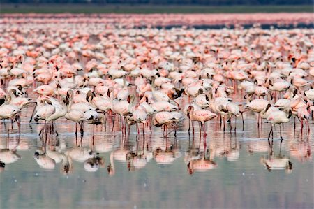 Great number of Flamingos at Nakuru Lake, Kenya. Stock Photo - Budget Royalty-Free & Subscription, Code: 400-04480102