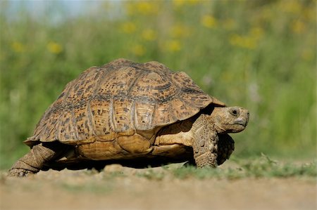 simsearch:400-03934181,k - Mountain tortoise (Geochelone pardalis) in natural environment, South Africa Stock Photo - Budget Royalty-Free & Subscription, Code: 400-04480114