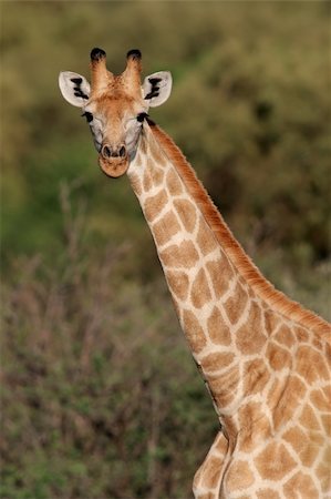 simsearch:400-03934177,k - Close-up portrait of a giraffe (Giraffa camelopardalis), South Africa Fotografie stock - Microstock e Abbonamento, Codice: 400-04480113