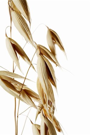 Oats in closeup against white background Stock Photo - Budget Royalty-Free & Subscription, Code: 400-04480183