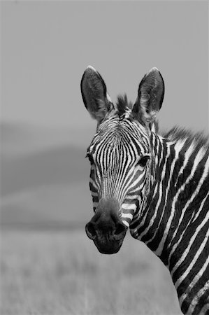 simsearch:400-04348140,k - Potrait of a rare and endangered Mountain Zebra Foto de stock - Royalty-Free Super Valor e Assinatura, Número: 400-04480305