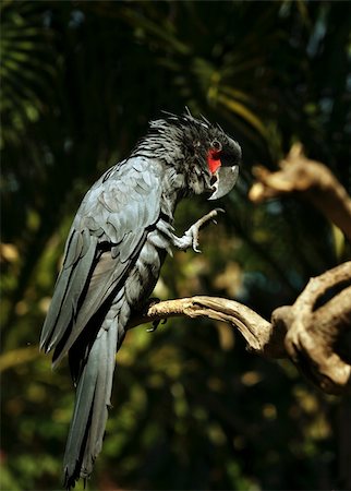 simsearch:400-04680215,k - Black parrot in Bali a zoo. Indonesia Stock Photo - Budget Royalty-Free & Subscription, Code: 400-04480445