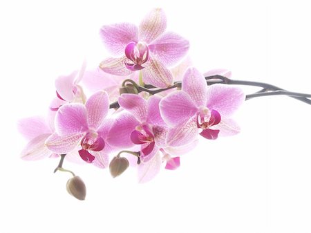 dendrobium orchid - Closeup of a purple orchid - high key image Stock Photo - Budget Royalty-Free & Subscription, Code: 400-04480451