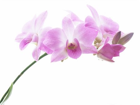 dendrobium orchid - Closeup of a purple orchid isolated on white Stock Photo - Budget Royalty-Free & Subscription, Code: 400-04480452