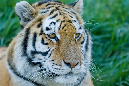 simsearch:846-05647615,k - Close up Head shot of a siberian tiger Stock Photo - Budget Royalty-Free & Subscription, Code: 400-04480484
