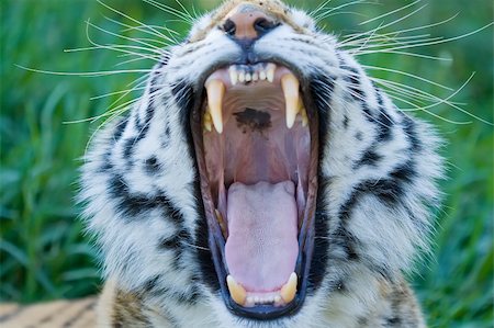 Siberian tiger yawning showing its tongue and teeth Stock Photo - Budget Royalty-Free & Subscription, Code: 400-04480485