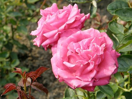 simsearch:633-01992613,k - In A Rose Garden Foto de stock - Super Valor sin royalties y Suscripción, Código: 400-04480595
