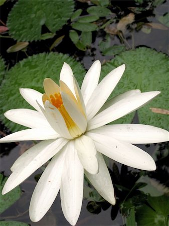 Detail of white lotus flower on a pond Stock Photo - Budget Royalty-Free & Subscription, Code: 400-04480881