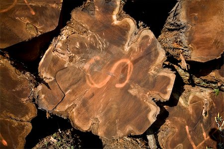 end view of walnut logs at mill Photographie de stock - Aubaine LD & Abonnement, Code: 400-04480908