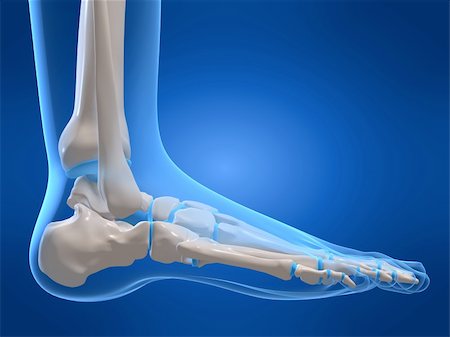 3d rendred anatomy illustration of a human foot Stock Photo - Budget Royalty-Free & Subscription, Code: 400-04480954