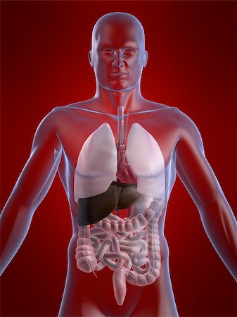 simsearch:400-04053400,k - 3d rendered anatomy illustration of a human body shape with organs Foto de stock - Super Valor sin royalties y Suscripción, Código: 400-04480964
