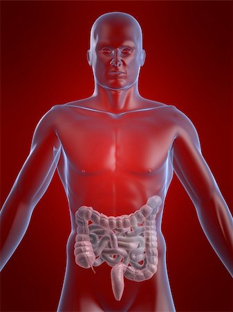 simsearch:700-00037198,k - 3d rendered anatomy illustration of a human body shape with intestines Stock Photo - Budget Royalty-Free & Subscription, Code: 400-04480965