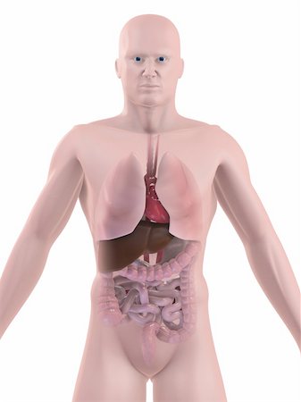 simsearch:400-04053400,k - 3d rendered anatomy illustration of a human body shape with organs Foto de stock - Super Valor sin royalties y Suscripción, Código: 400-04480962