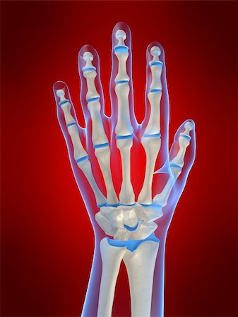 simsearch:400-06394180,k - 3d rendered anatomy illustration of a human skeletal hand Foto de stock - Super Valor sin royalties y Suscripción, Código: 400-04480980