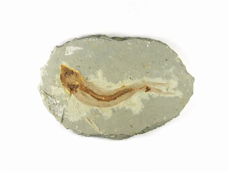 devonian - fossil fish in the stone Stock Photo - Budget Royalty-Free & Subscription, Code: 400-04481239