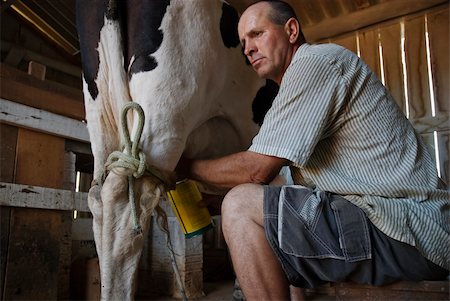 dairy farm milking barn - Image of a man milking a cow in a barn. Stock Photo - Budget Royalty-Free & Subscription, Code: 400-04481325