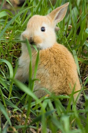 simsearch:400-06797181,k - small red rabbit sit at the grass and has breakfast Stock Photo - Budget Royalty-Free & Subscription, Code: 400-04481388