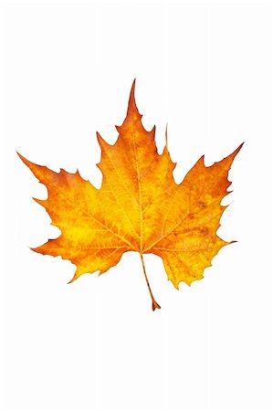 simsearch:400-03950884,k - One maple leaf, isolated on white background Photographie de stock - Aubaine LD & Abonnement, Code: 400-04481588