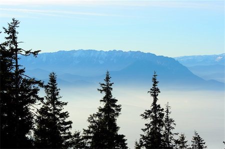 distance clear view - Fir trees over a foggy valley and a mountain ridge Photographie de stock - Aubaine LD & Abonnement, Code: 400-04481644
