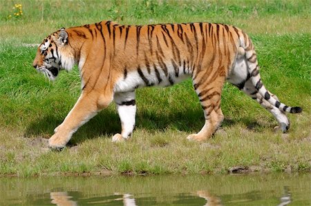 siberian wild animals - beautiful sumatran tiger Stock Photo - Budget Royalty-Free & Subscription, Code: 400-04482026