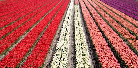 simsearch:400-04428905,k - Tulip field in Dutch landscape Stock Photo - Budget Royalty-Free & Subscription, Code: 400-04482150