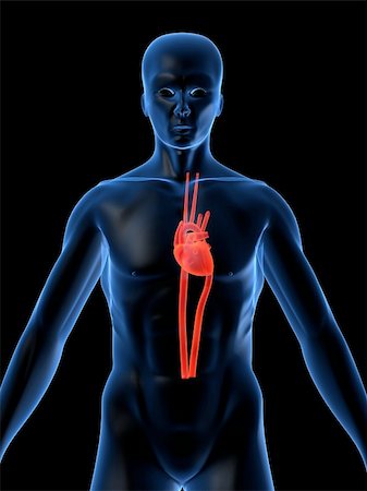 simsearch:400-04008696,k - 3d rendered anatomy illustration of human shape with heart Photographie de stock - Aubaine LD & Abonnement, Code: 400-04482238